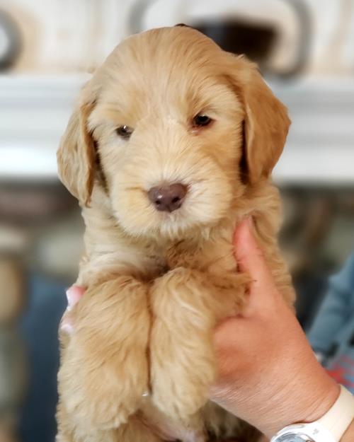 Zeke